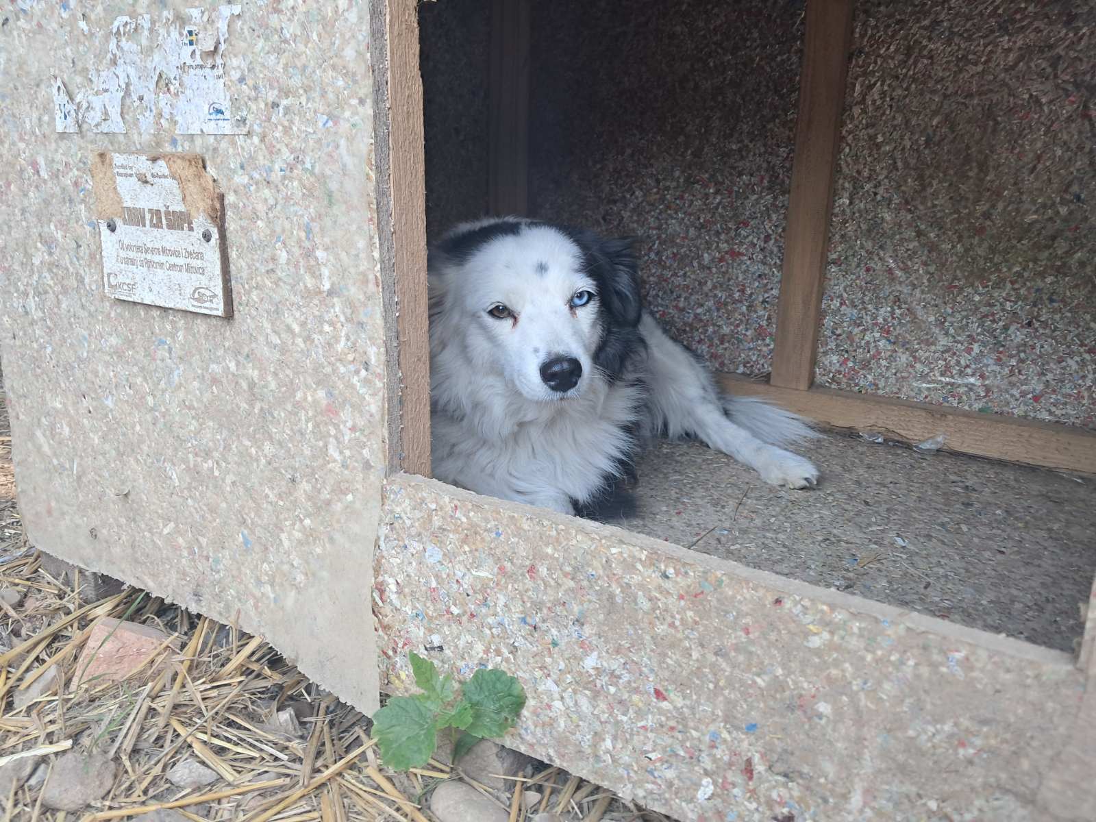 The Shelter Project That Built a Community